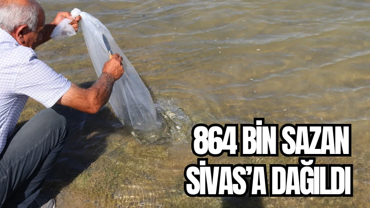 864 Bin Sazan Sivas'a Dağıldı! 