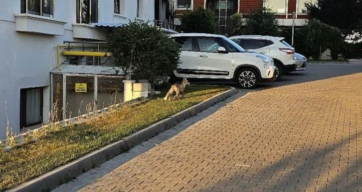 Aç Kalan Tilki Yerleşim Merkezine İndi