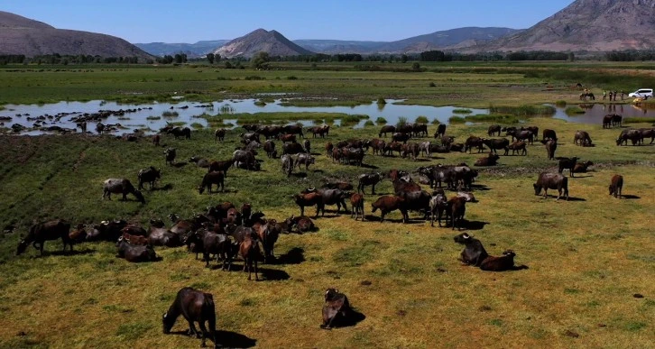 Afrika'yı Aratmayan Görüntüler 