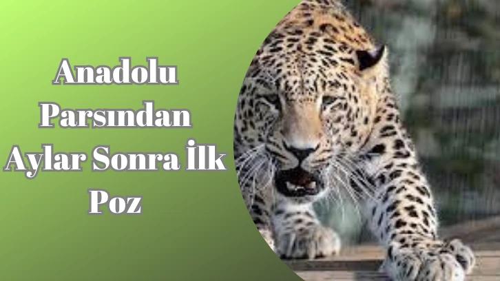 Anadolu Parsından Aylar Sonra İlk Poz