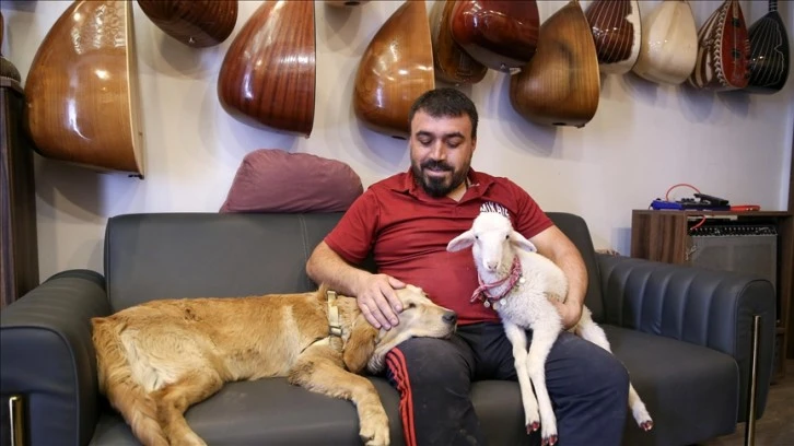 Bağlama Ustasının Sadık Dostları: Köpeği ve Kuzusu