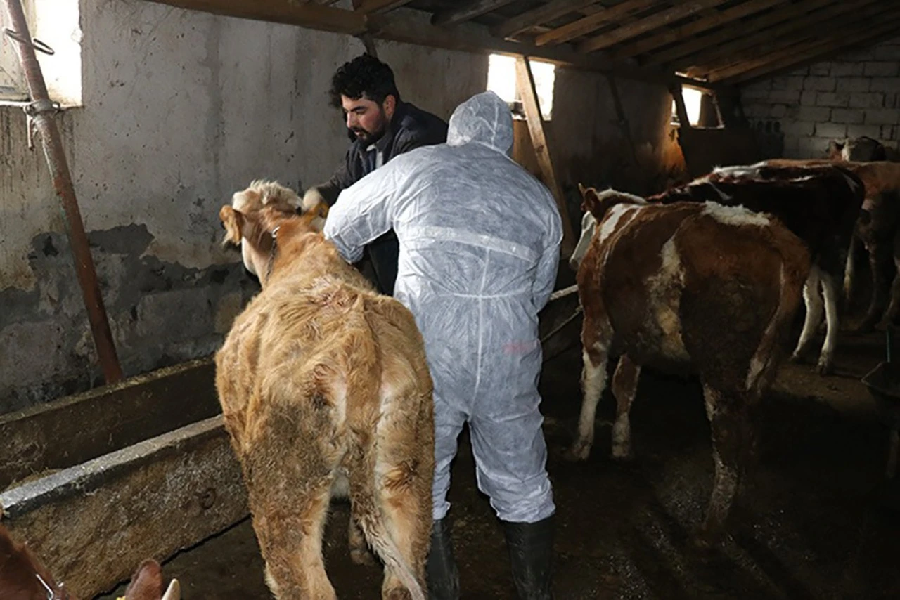 Bakan Yumaklı'dan Şap Aşısı Daveti 