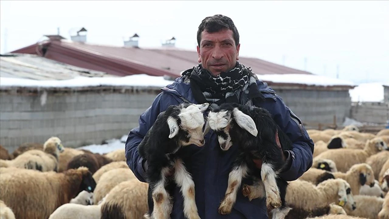 Besiciler Kuzu Doğumları için Ağılda Nöbet Tutuyor