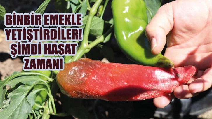 Binbir Emekle Yetiştirdiler! Şimdi Hasat Zamanı 