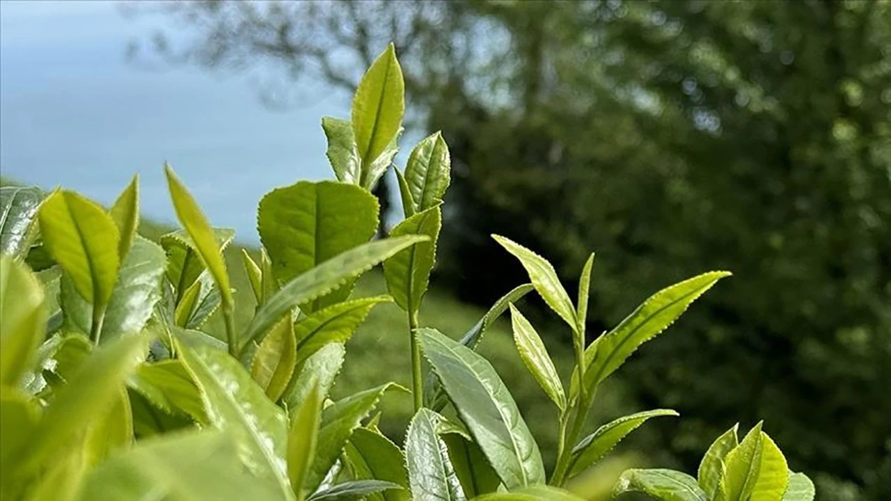 ÇAYKUR'da Geri Kalan Sezonda 150 Bin Ton Kuru Çay Üretildi