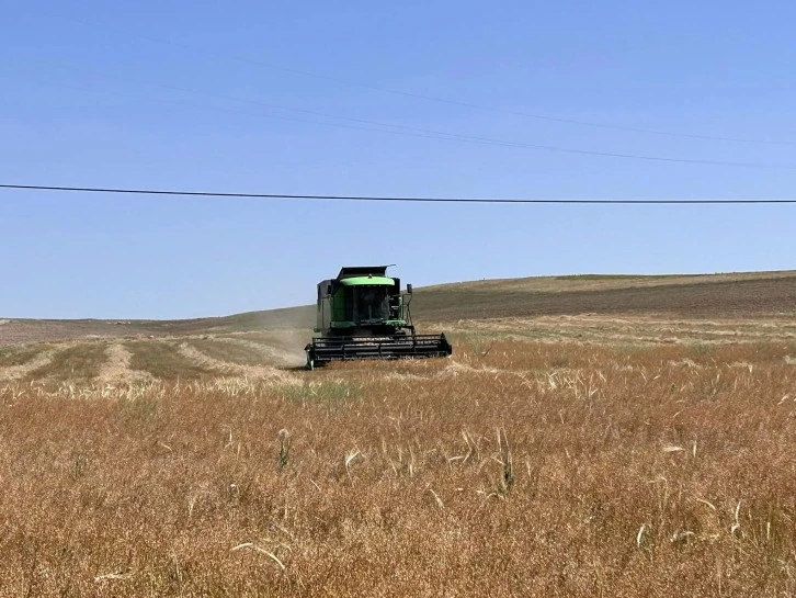 Deneme Amaçlı Ekilen Ketencik Hasadına Başlandı