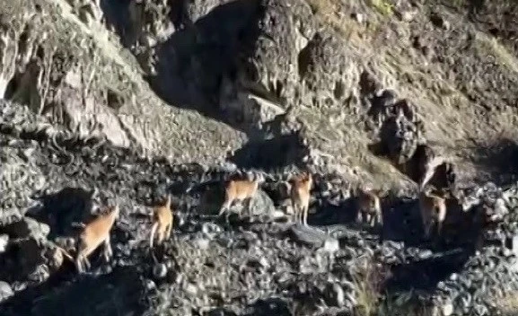 Doğada İnsanlara Nadir  Görülen Tür Sivas'ta Sürü Halinde Görüldü 