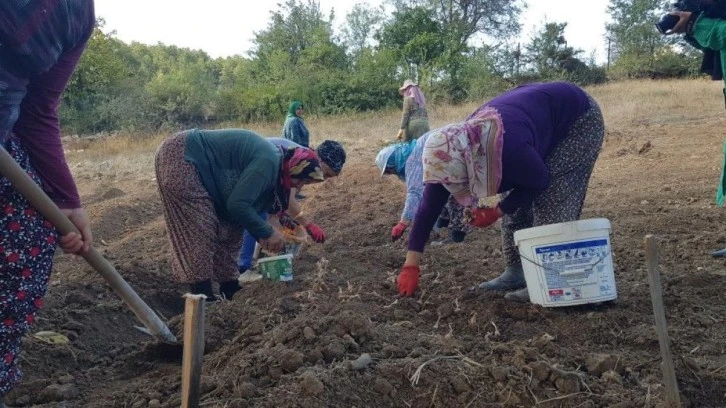 Dünyanın En Pahalı Baharatı Toprakla Buluştu