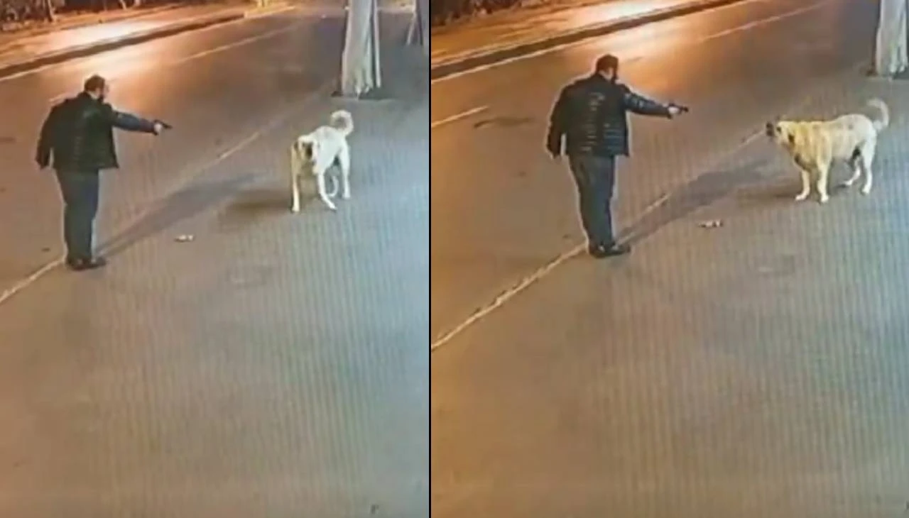 Engelli köpeğe öldürmek için silah çekti