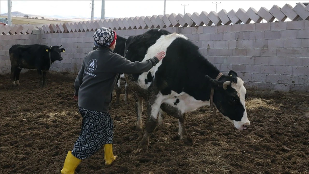 Eski kadın hükümlü, devlet desteğiyle büyükbaş hayvan yetiştiricisi oldu