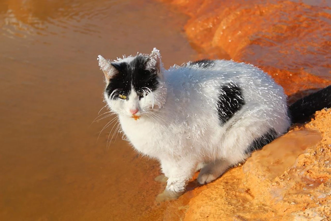 Sivas'ın Sibirya Soğuğunda Adeta Donan Kedi Termal Su Kenarında Isınmaya Çalıştı