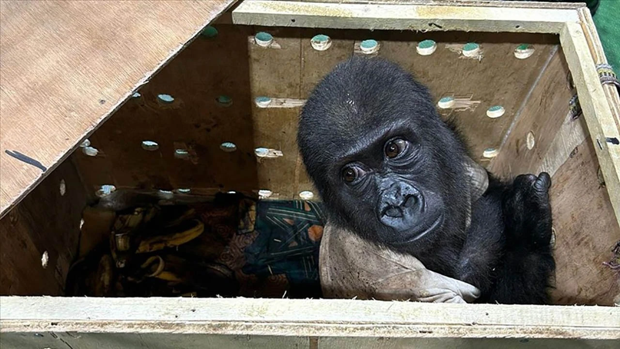 Havalimanı'nda &quot;goril yavrusu&quot; yakalandı