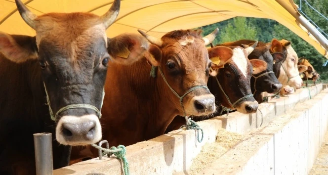 Hayvancılıkla Uğraşanlara Müjde! Destek Tutarları Belli Oldu