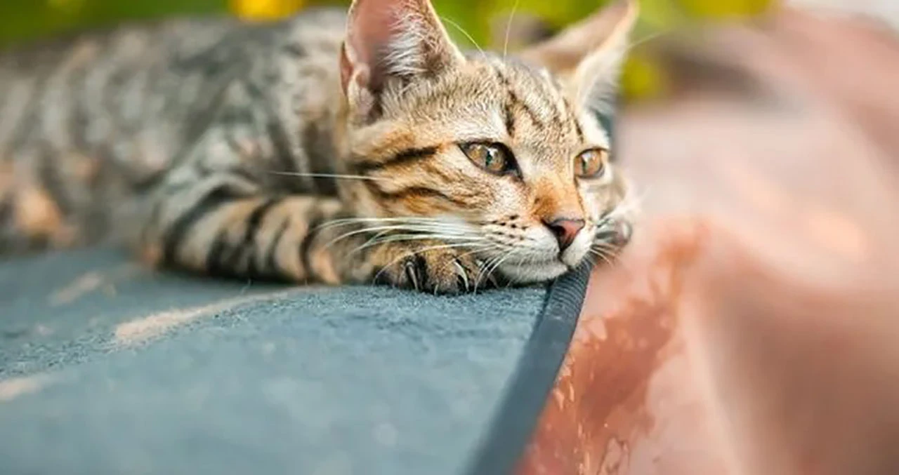 İlginç Keşif! Tarihteki İlk Kedi Sahipleri Konyalılar Olabilir! 