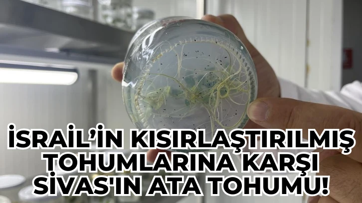 İsrail'in Kısırlaştırılmış Tohumlarına Karşı Sivas'ın Ata Tohumu!