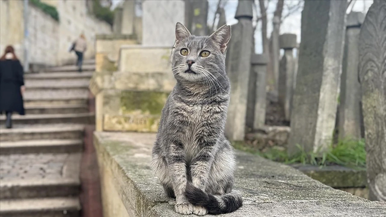 İstanbul'un Daimi Sakinleri &quot;Sokak Kedileri&quot;