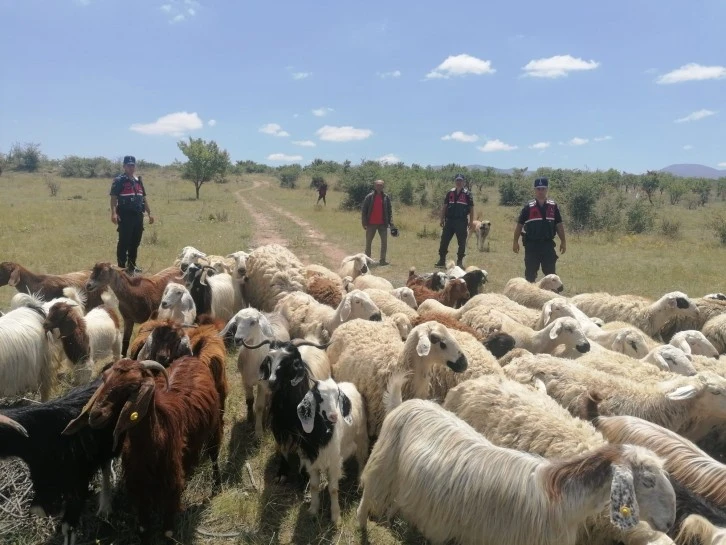 Jandarma Kayıp 100 Koyunu Dronla Buldu