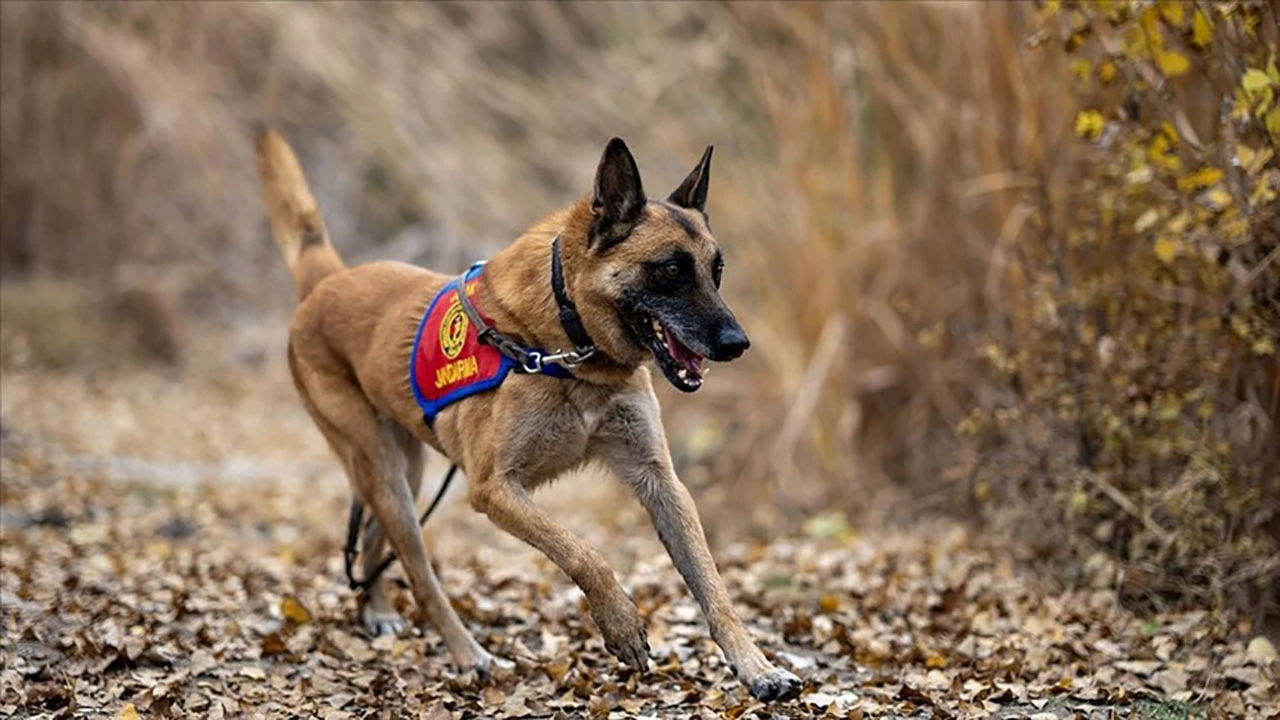 Kadavra Köpekleri Bulunması Zor Cesetleri Buluyor