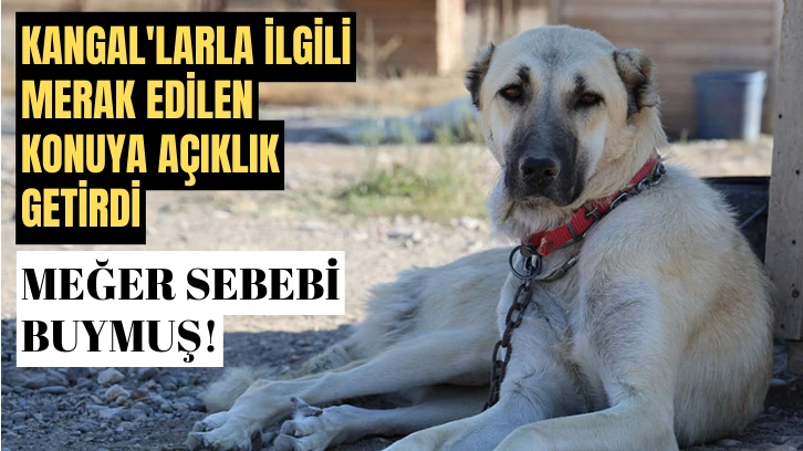 Kangal'larla İlgili Merak Edilen Konuya Açıklık Getirdi 