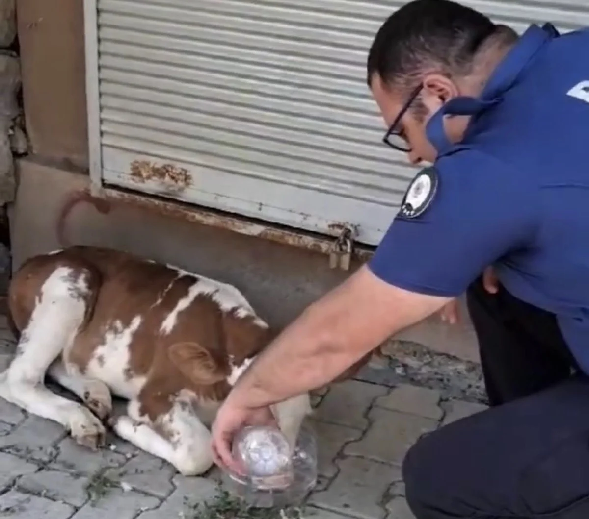 Kaybolan Minik Buzağıya Polis Şefkat Elini Uzattı!