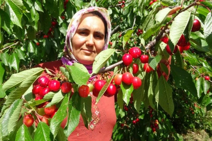 Kiraz Çıktı, İlk Hasat Yurtdışına 