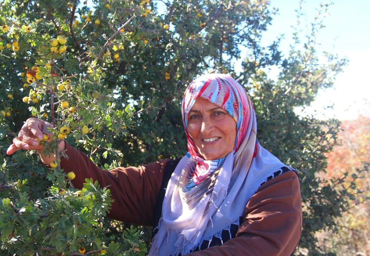 Kışın Habercisi... Sivas'ta Sirkelerin Şahının Üretimine Başlandı