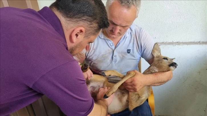 Köpekler Yavru Karacayı Yaraladı, Tedavi Altında 