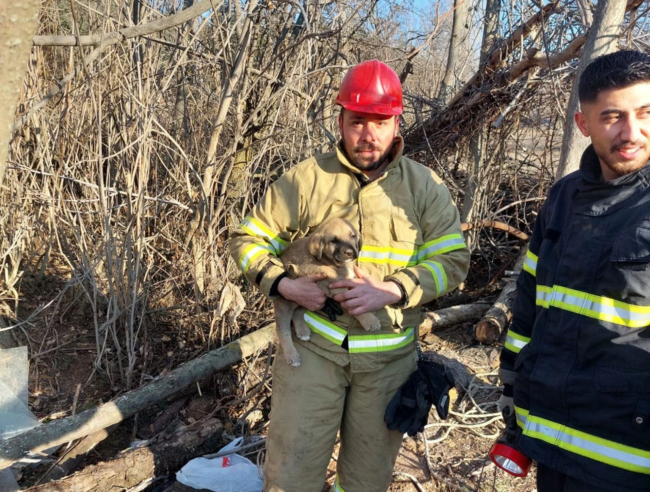 Kuyuya Düşen 3 Yavru Köpeği İtfaiye Kurtardı