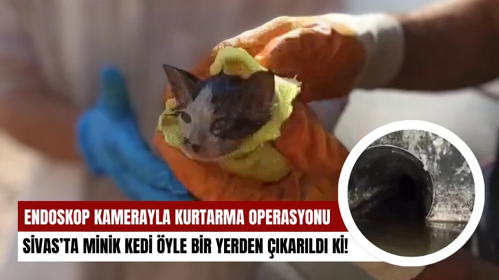 Minik Kedi Öyle Bir Yere Girdi Ki!