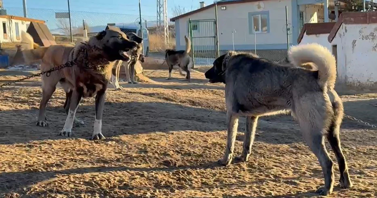 Namı Ülke Sınırlarını Aştı! Araplar Sivas Kangalına Talip Oldu! 