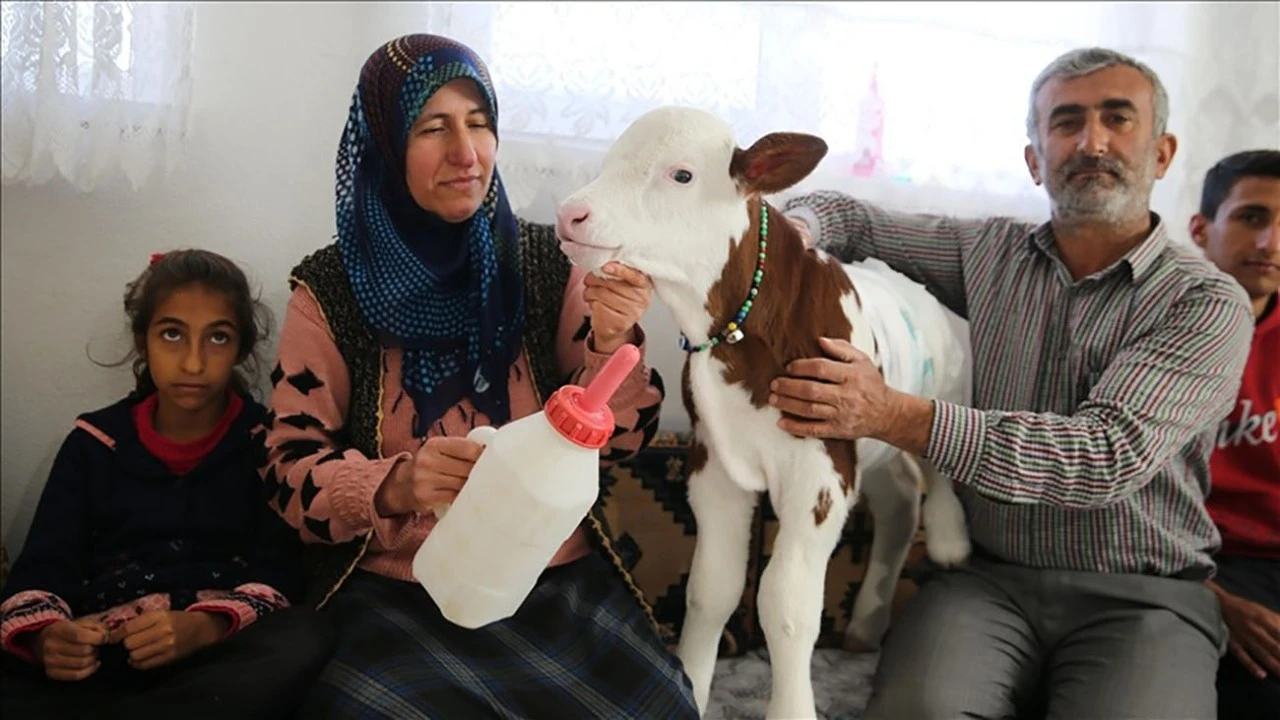 Prematüre Buzağı &quot;Umut&quot;a evinde Bebek gibi Bakıyor