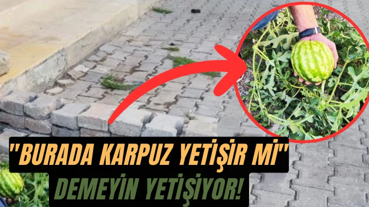 "Burada Karpuz Yetişir mi" Demeyin Yetişiyor! 