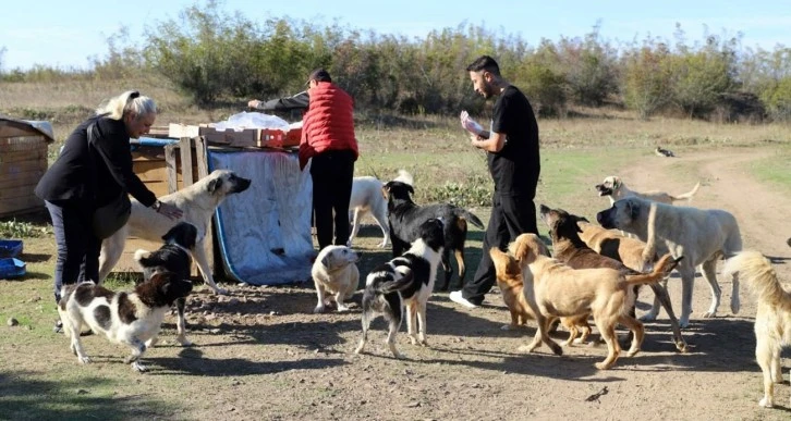 "Daha Sonra Alacağız" Diyerek 80 Köpeği Boş Araziye Bıraktılar