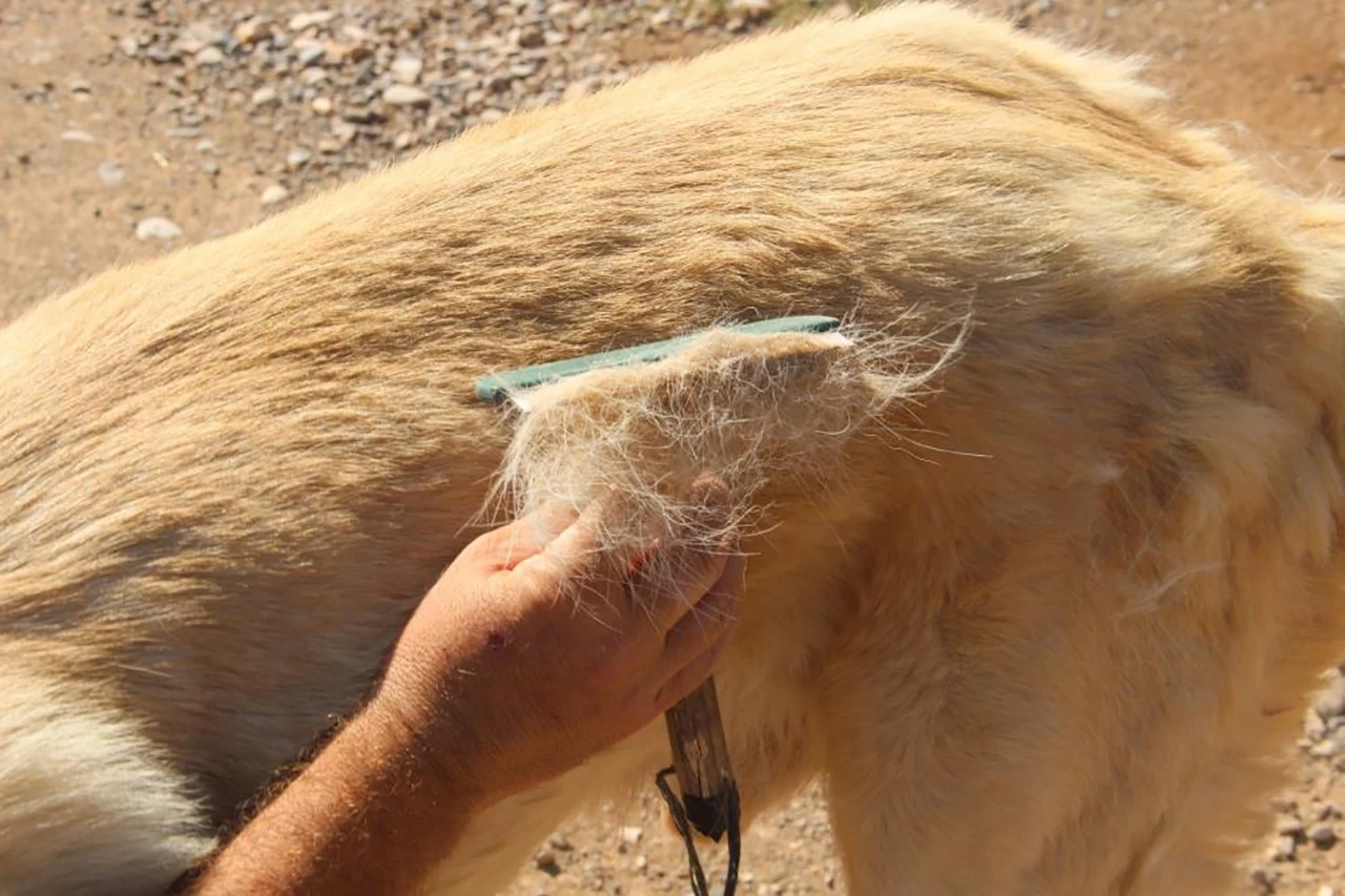 Sıcaklık Kangal Köpeklerini Sararttı!