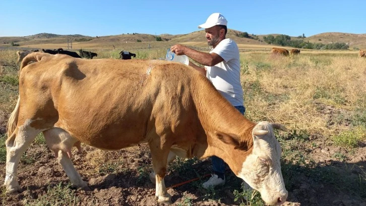 Sıcaktan Bunalan Hayvanları Pet Şişeyle Serinletiyorlar 