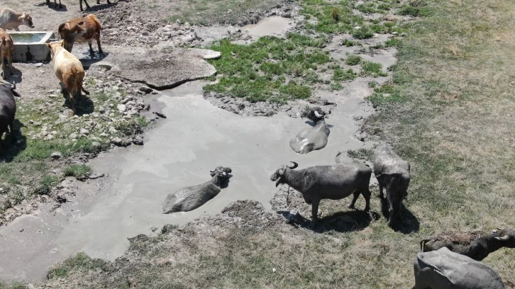 Sıcaktan Etkilenip Çareyi Çamur Banyosunda Buldular