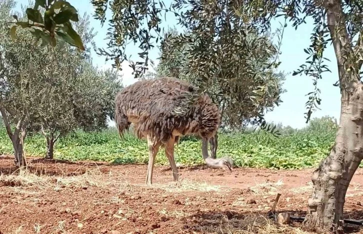 Sınırdan Bu Defa Deve Kuşu Geçti