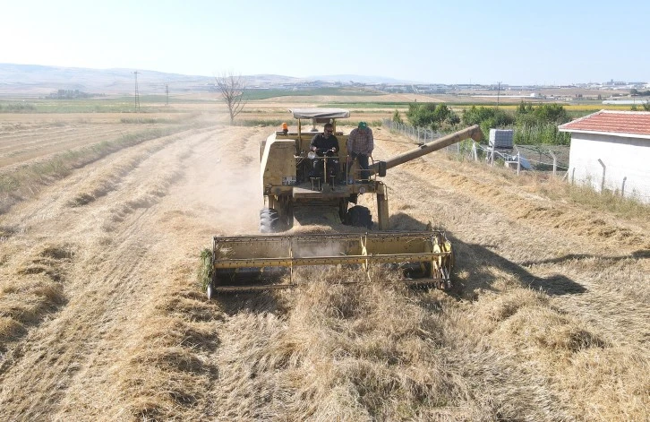 Sivas’ın Ata Tohumu Çorum’da Ekildi 