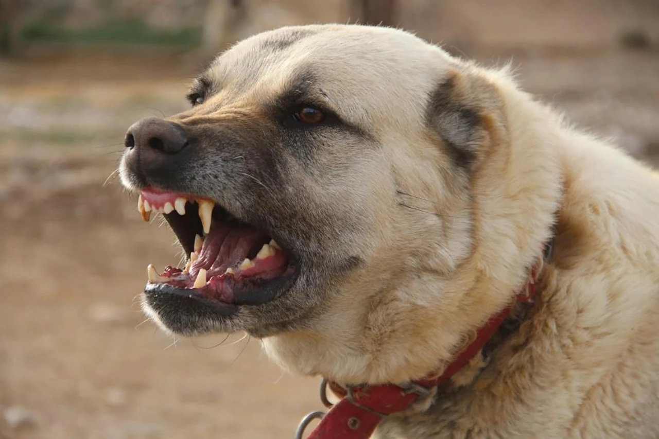 Sivas'ın En Meşhur Değeri! Ünü Dünyaya Nam Salan Kangal Köpeği Yazın Aslan, Kışın Kurt!