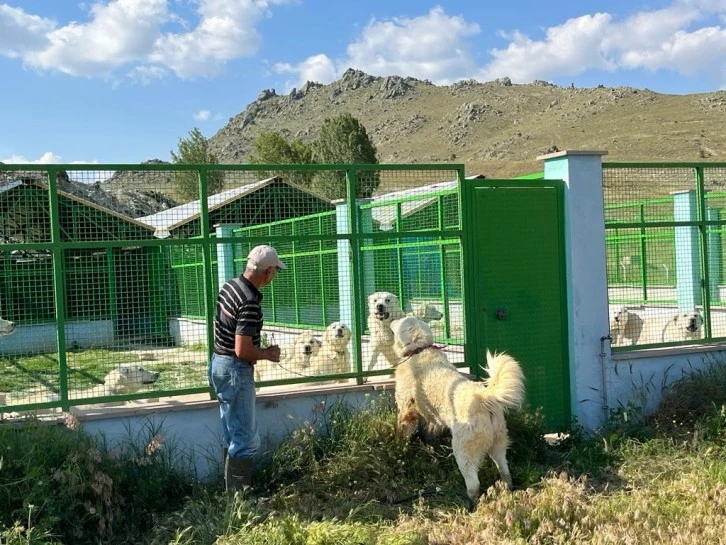 Sivas Kangal'ına Rakip Çıktı