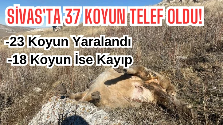 Sivas'ta 37 Koyun Telef Oldu! 