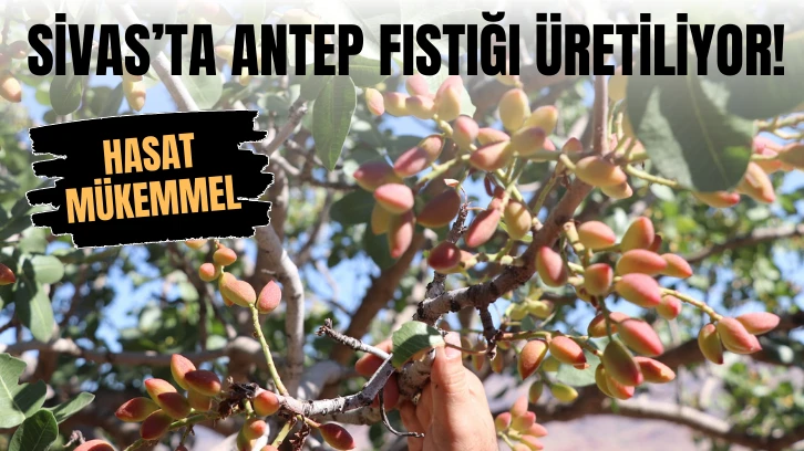 Sivas’ta Antep Fıstığı Üretiliyor! Hasat Mükemmel