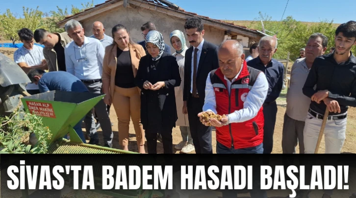 Sivas'ta Badem Hasadı Başladı!