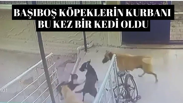 Sivas'ta Başıboş Köpeklerin Kurbanı Bu Kez Bir Kedi Oldu