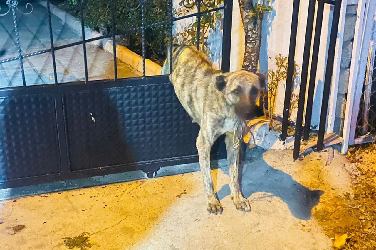 Sivas'ta Demir Kapının Parmaklıklarına Sıkışan Köpeği İtfaiye Kurtardı