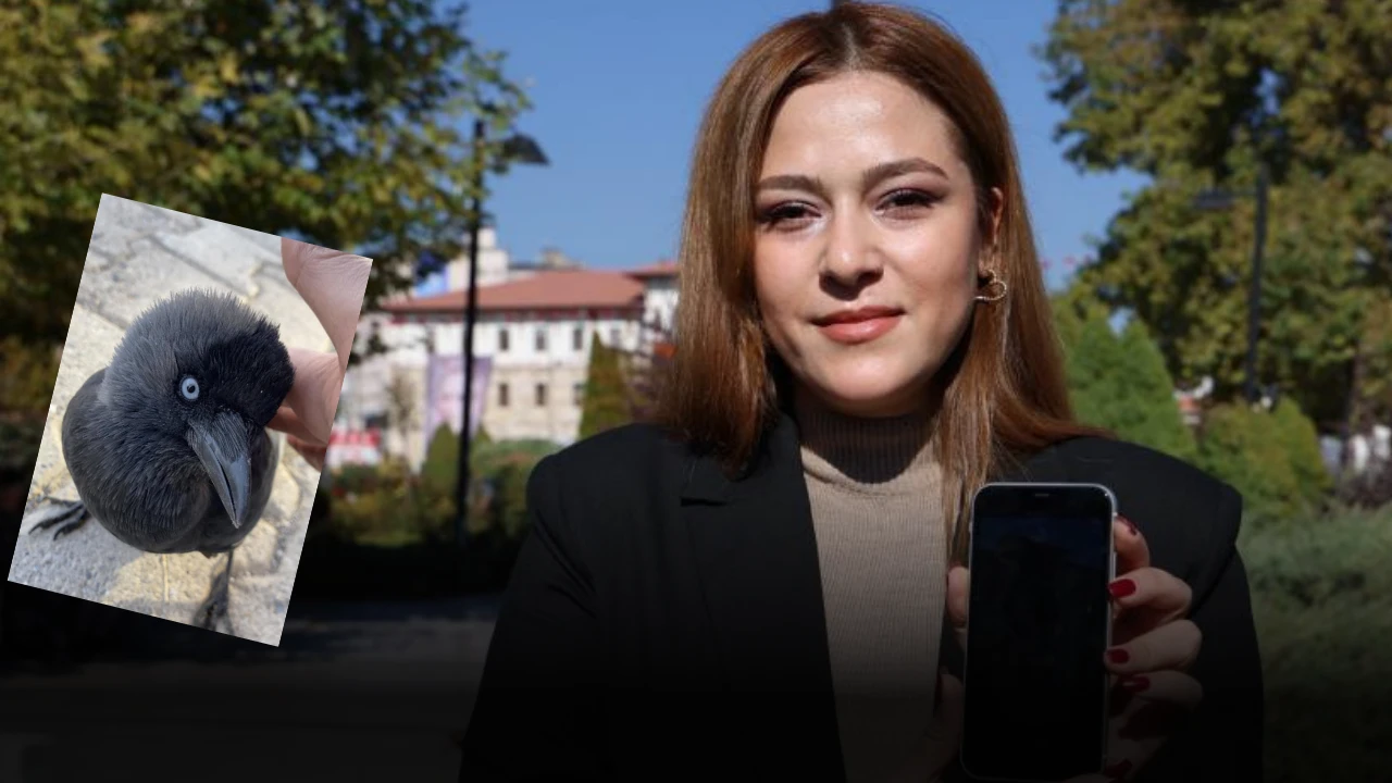 Sivas'ta Evcil Kuş Gibi Gelip Eline Kondu, İzleyenler Hayret Etti