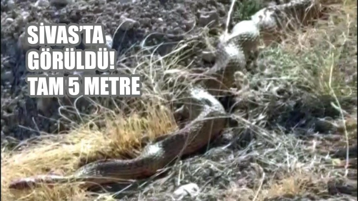 Sivas’ta Görüldü! Tam 5 Metre