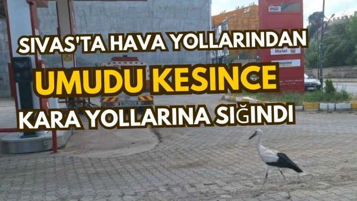 Sivas'ta Hava Yollarından Umudu Kesince Kara Yollarına Sığındı