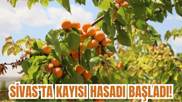 Sivas’ta Kayısı Hasadı Başladı!