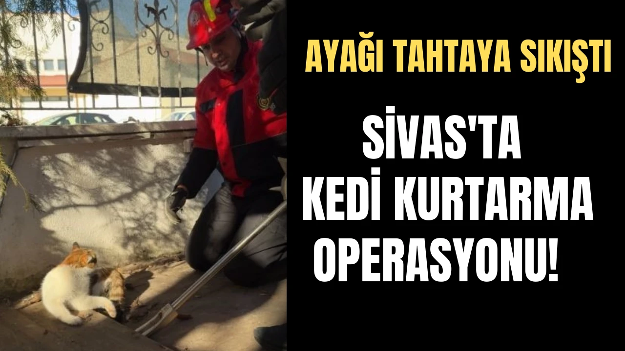 Sivas'ta Kedi Kurtarma Operasyonu! 